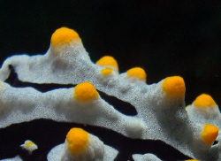 Very close to a nudibranch at night- the texture adds som... by Martin Dalsaso 